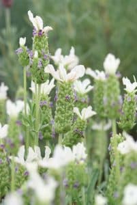 Salvia