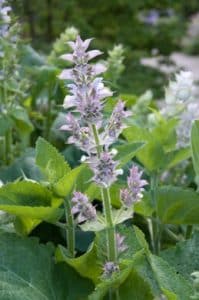 Close up Salvia paars