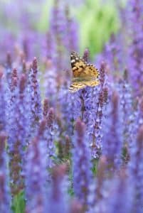 Salvia with butterfly paars