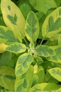 Close up Salvia