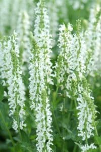 Close up Salvia wit