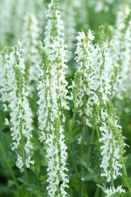 Close up Salvia wit