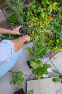 Vaste planten
