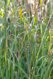Pennisetum massaicum 'Red Bunny Tails'