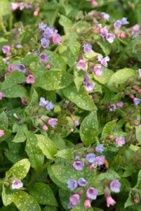  Pulmonaria