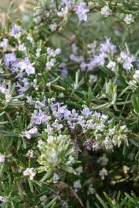 Rosmarinus officinalis