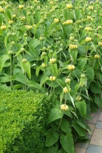 Phlomis russelliana
