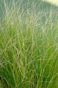 Stipa tenuifolia