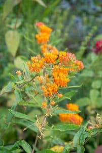 Asclepias tuberosa