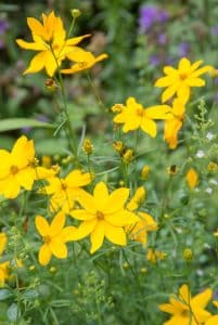 Coreopsis