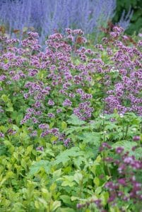 Origanum