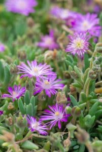 Delosperma