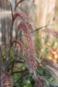 Pennisetum x advena 'Rubrum'