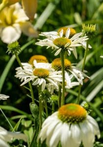 Echinacea purpurea 'Alba'