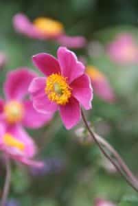 Anemone